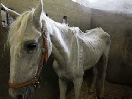 elmundo.es elmundo.es