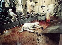 Foto:Animaux en péril Foto:Animaux en péril